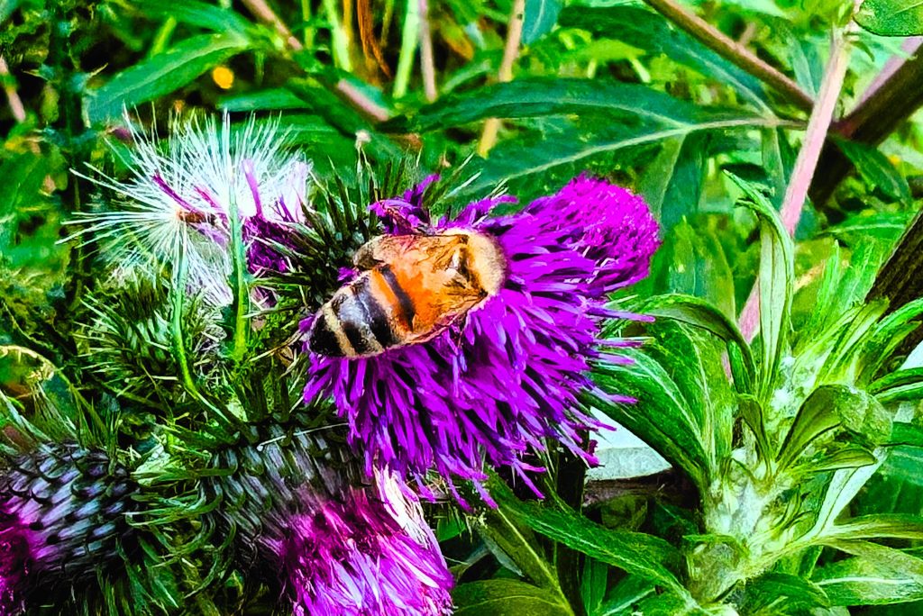 Buggy ethics, part 2: Arthropod&nbsp;agency