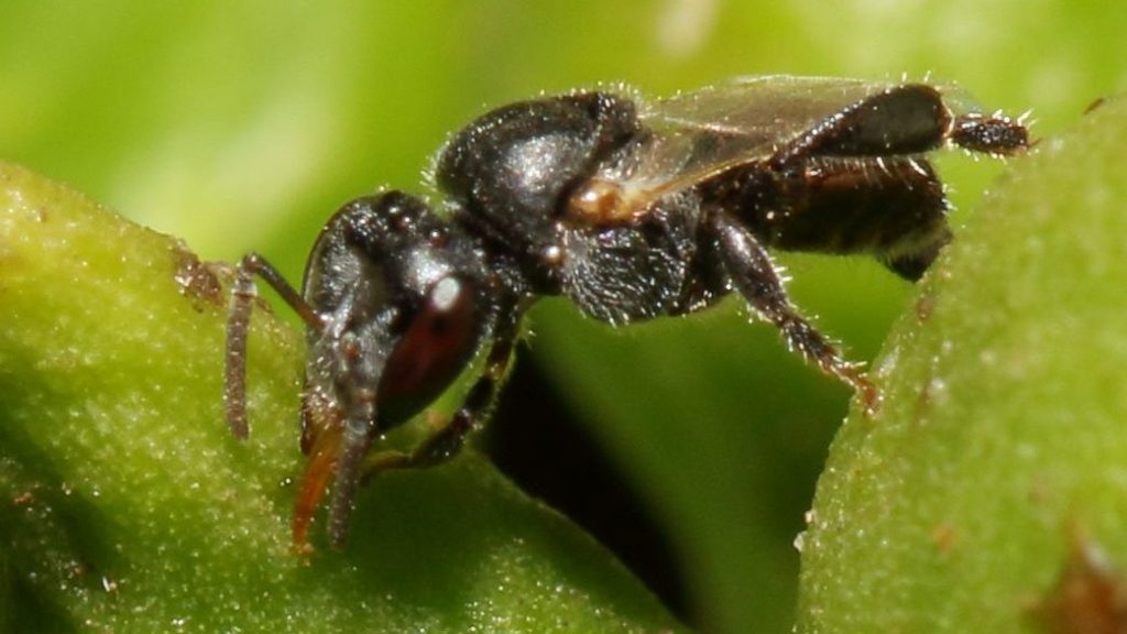 Buggy ethics, part 1: The first win for insect&nbsp;rights?